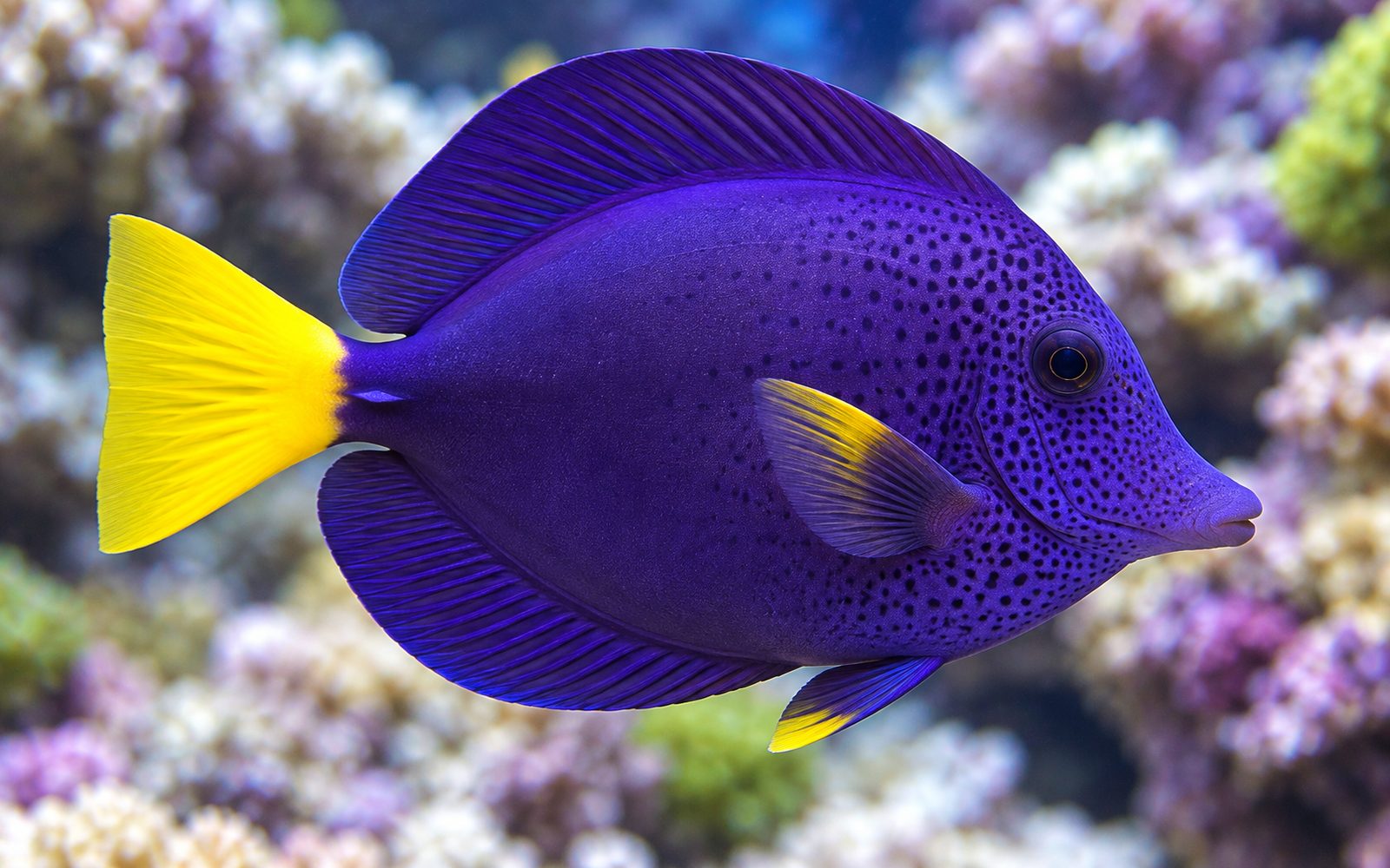Mor Cerrah (Zebrasoma xanthurum)