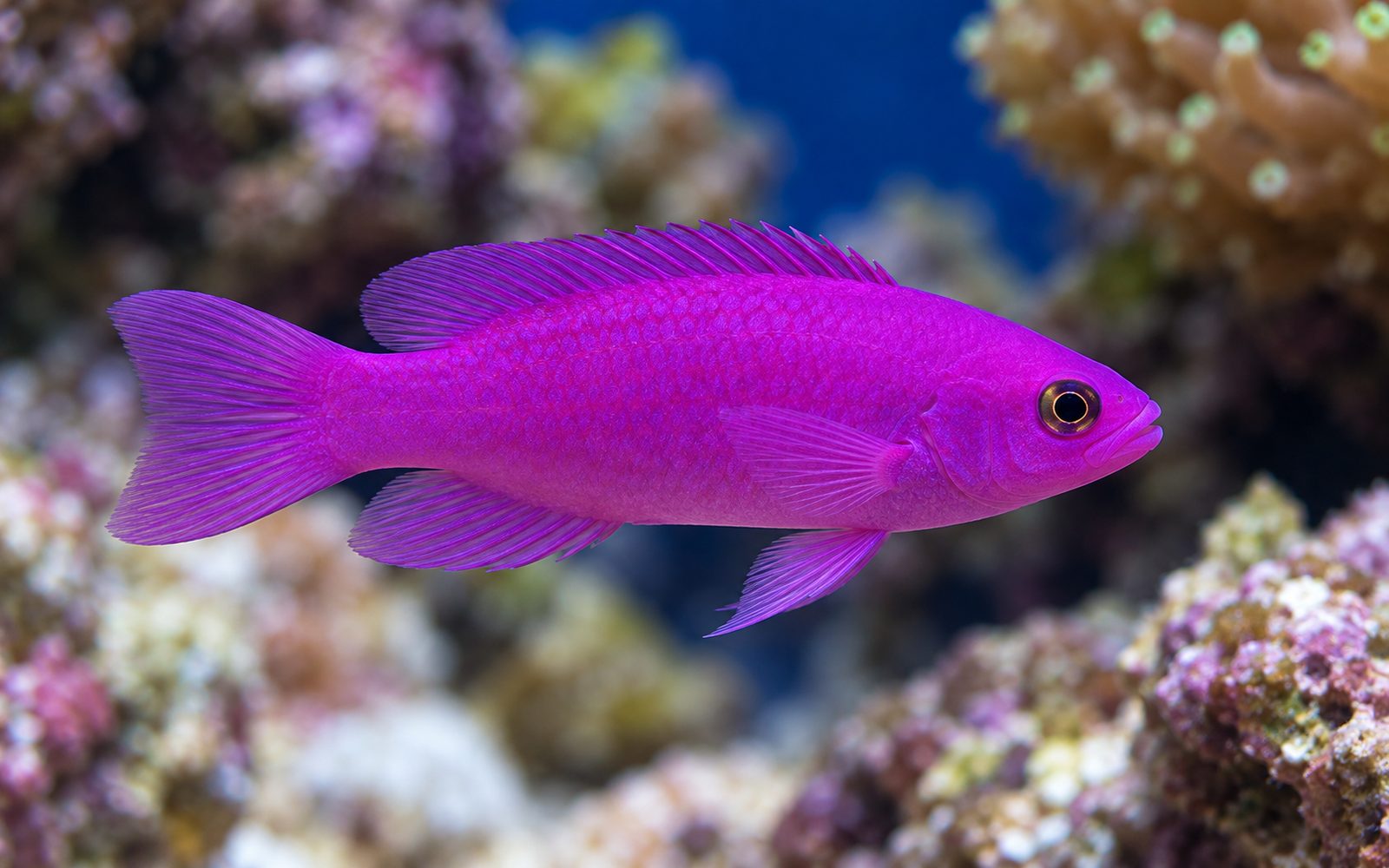 Mor Dottyback (Pictichromis porphyrea)