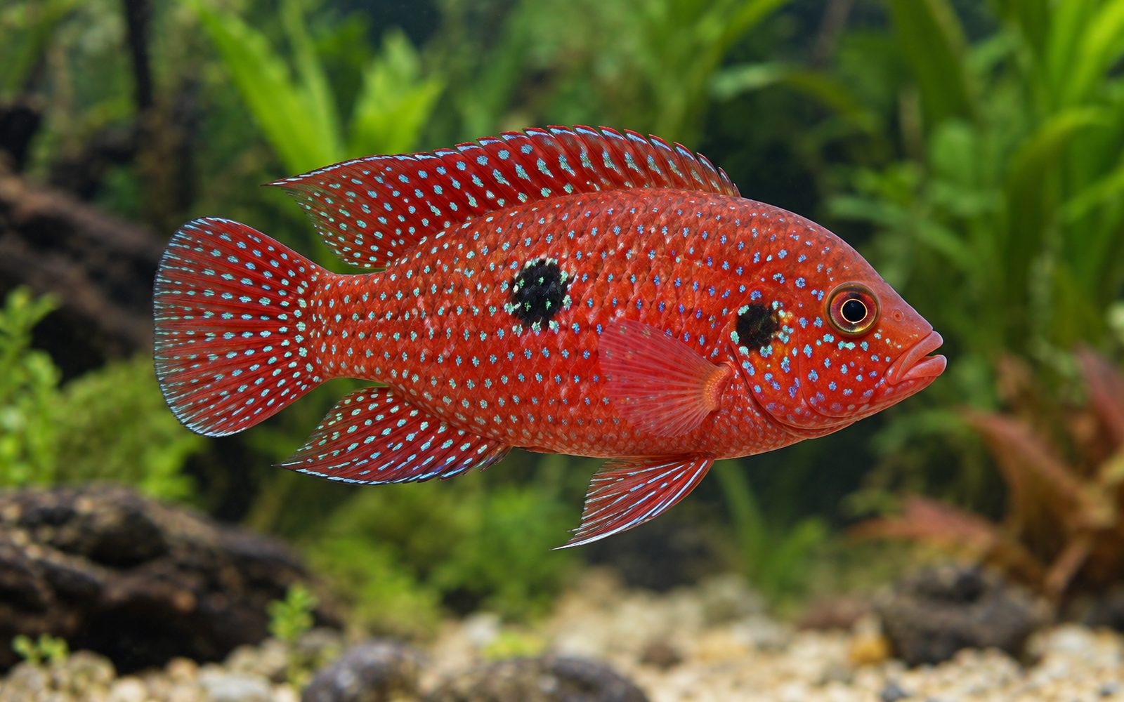 Mücevher Çiklit (Hemichromis bimaculatus)