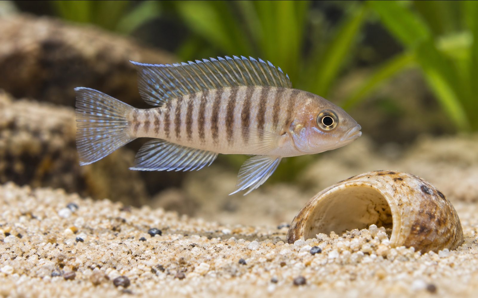 Multifasciatus (Neolamprologus multifasciatus)