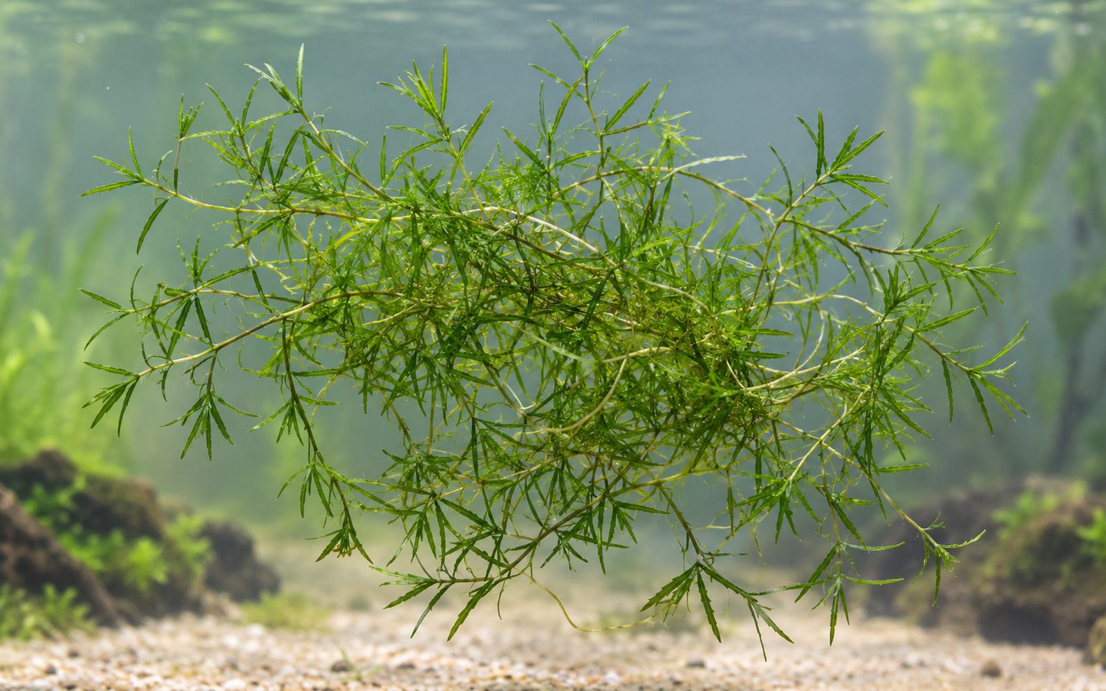 Najas Guadalupensis (Najas guadalupensis)