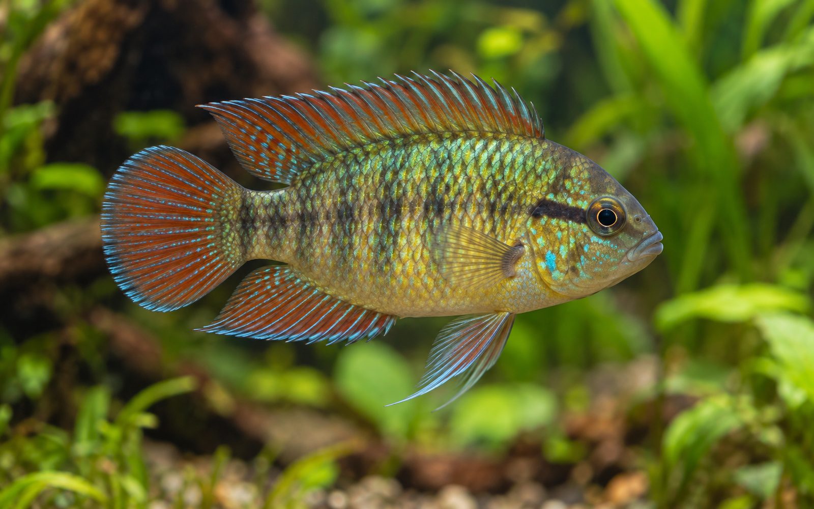 Nannacara anomala (Nannacara anomala)