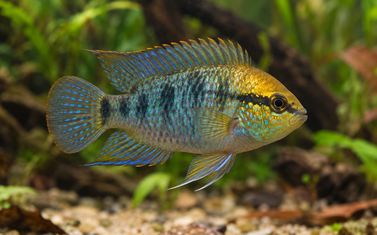 Nannacara aureocephalus (Nannacara aureocephalus)