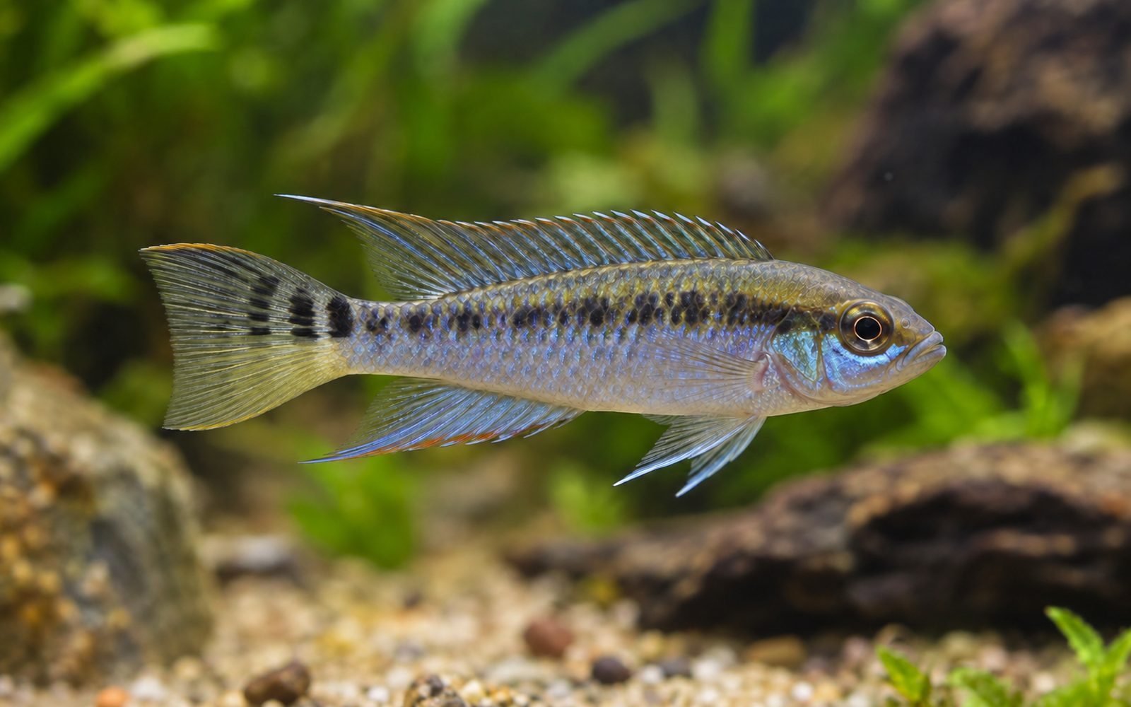 Nanochromis parilus (Nanochromis parilus)