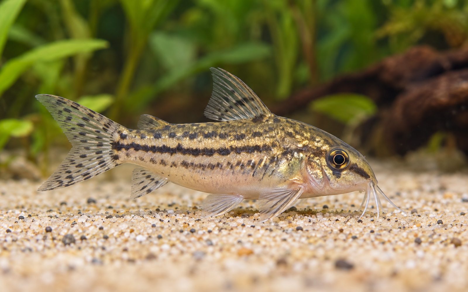 Nanus Corydoras (Corydoras nanus)