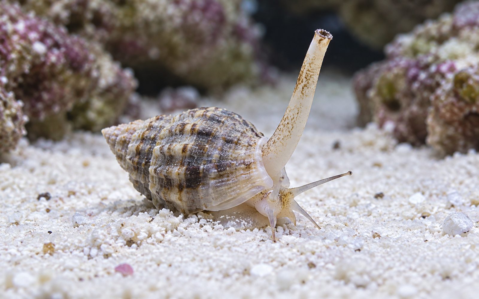 Nassarius Salyangozu (Phrontis vibex)