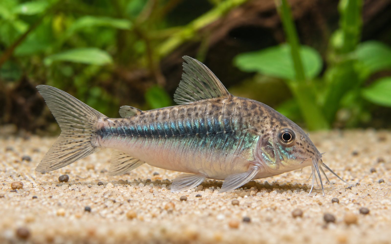 Nattereri Corydoras (Corydoras nattereri)