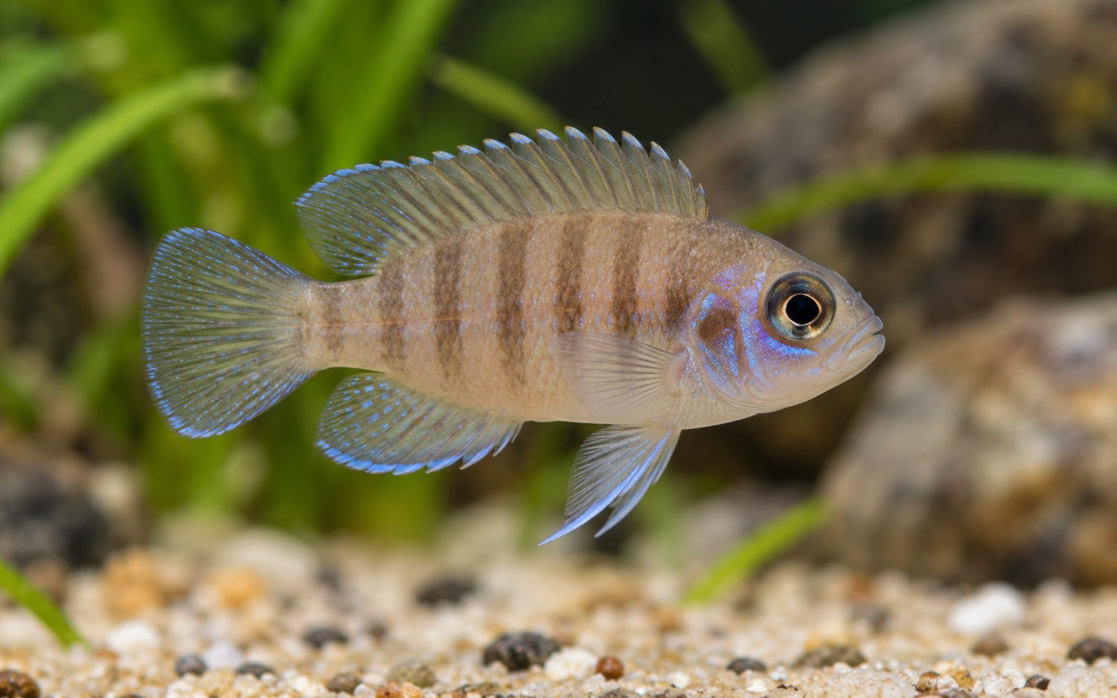 Brevis (Neolamprologus brevis)