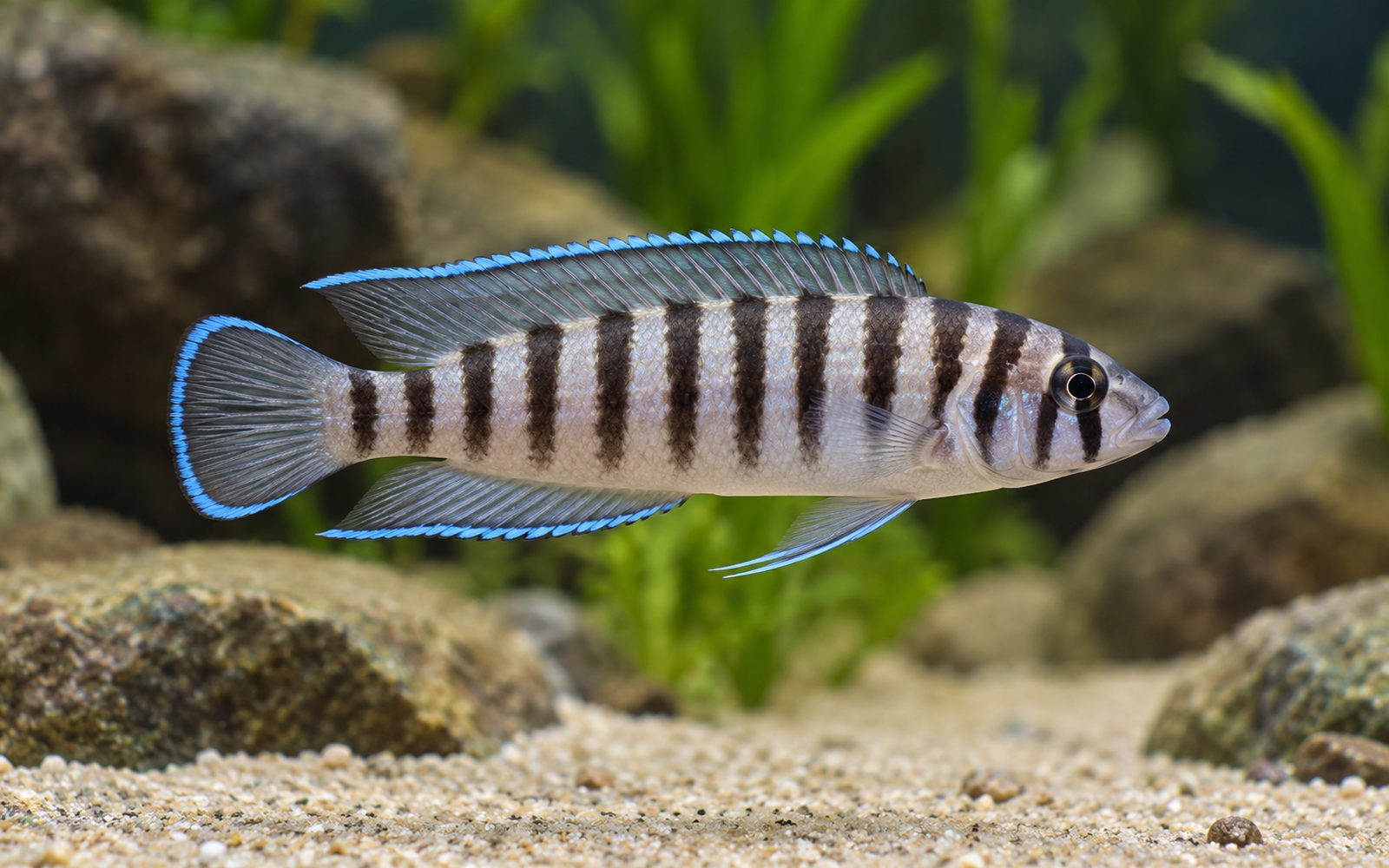 Cylindricus (Neolamprologus cylindricus)