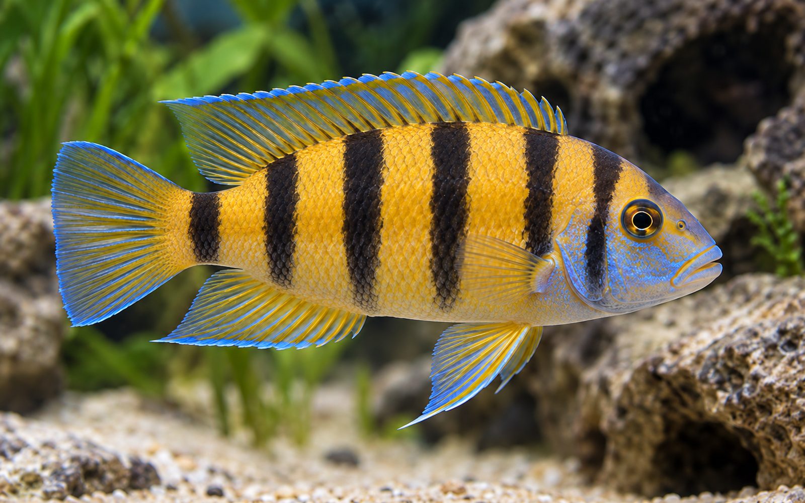 Sexfasciatus (Neolamprologus sexfasciatus)