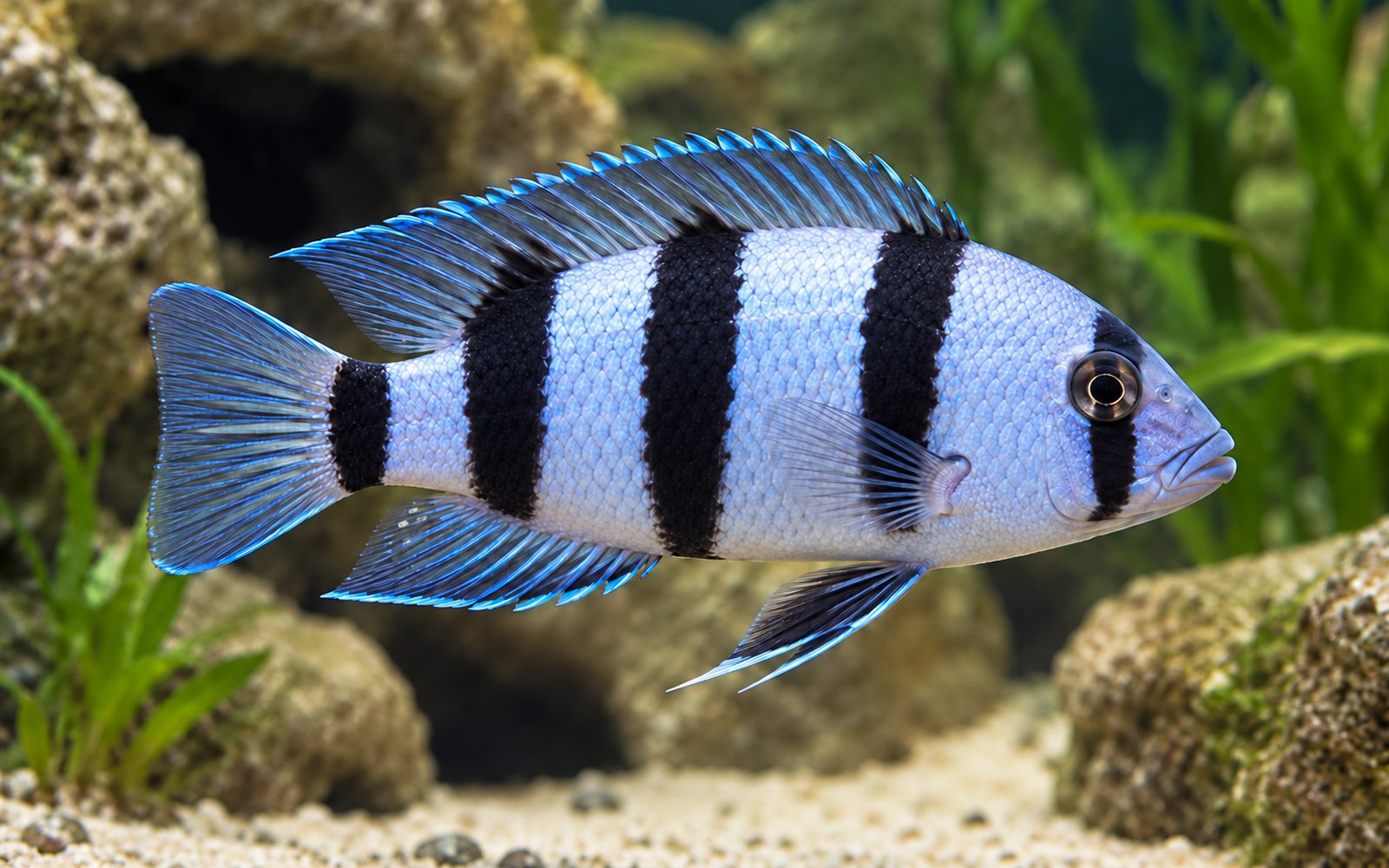 Tretocephalus (Neolamprologus tretocephalus)