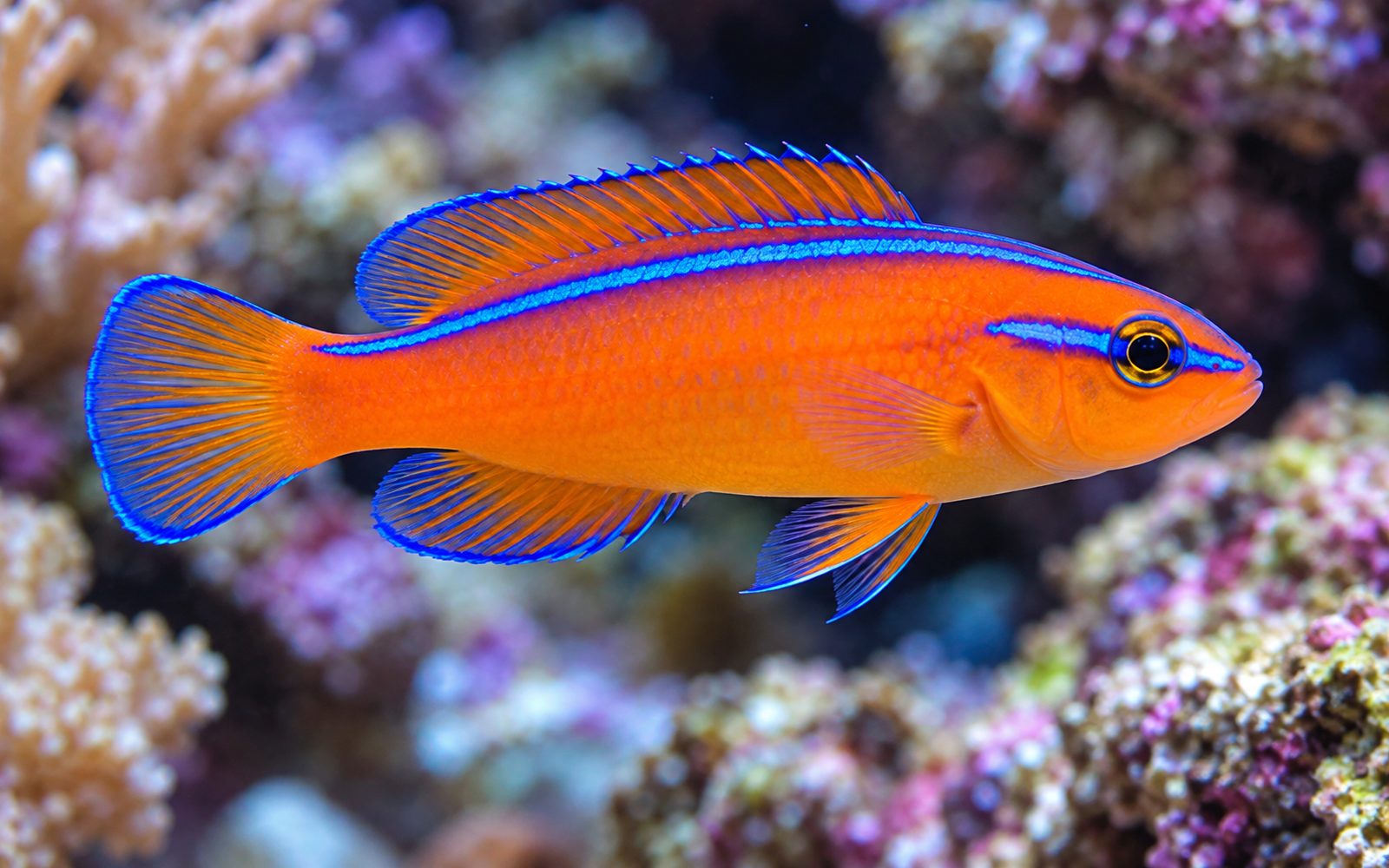 Neon Dottyback (Pseudochromis aldabraensis)
