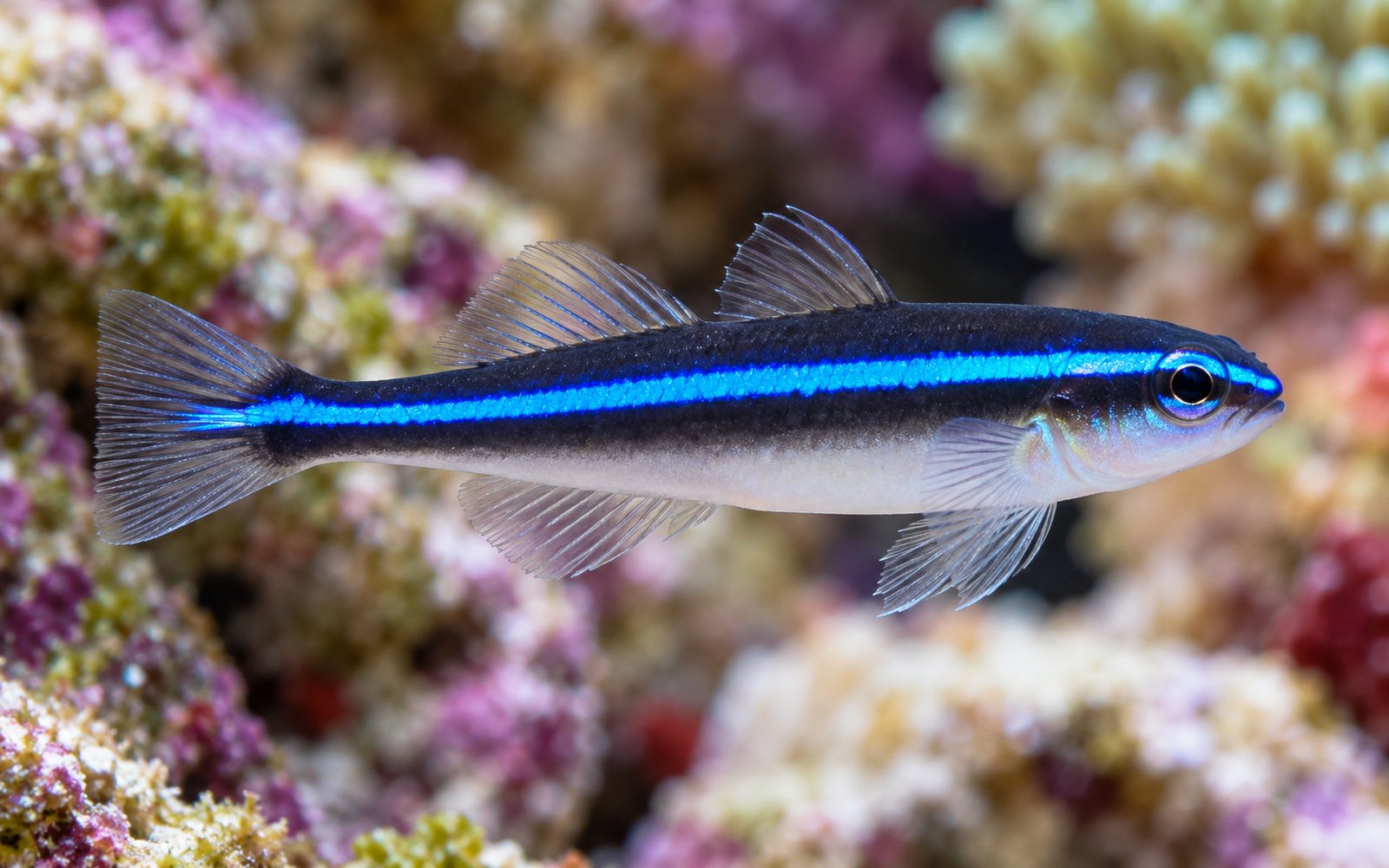 Neon Gobi (Elacatinus oceanops)