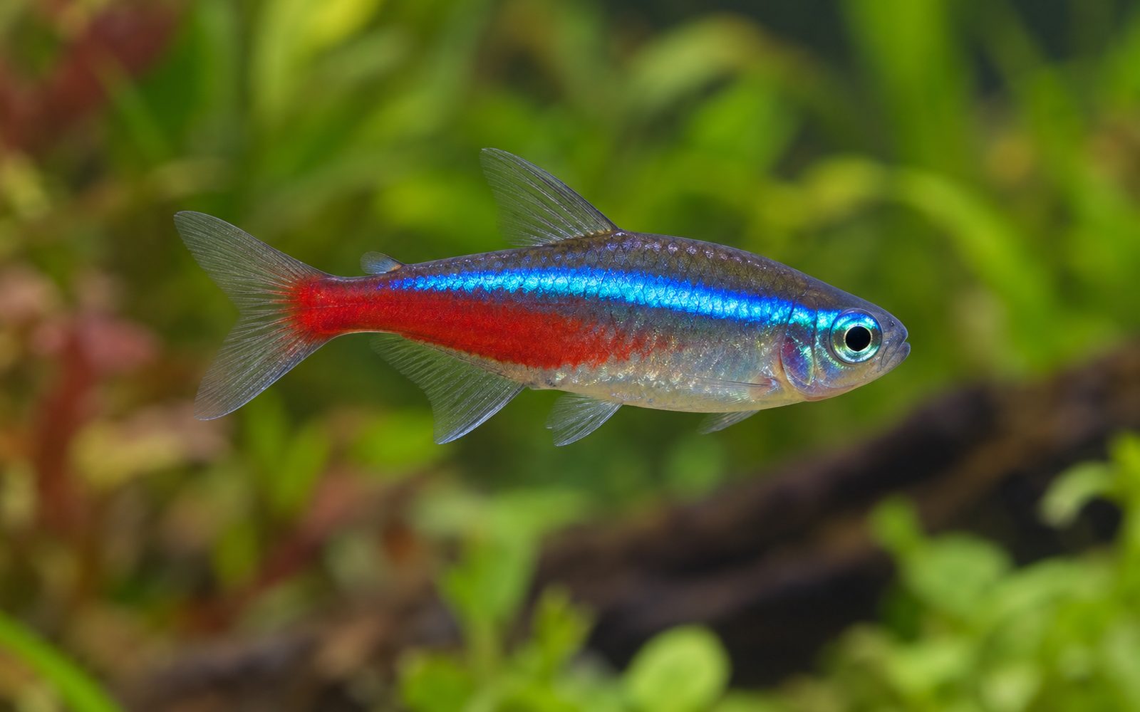 Neon Tetra (Paracheirodon innesi)