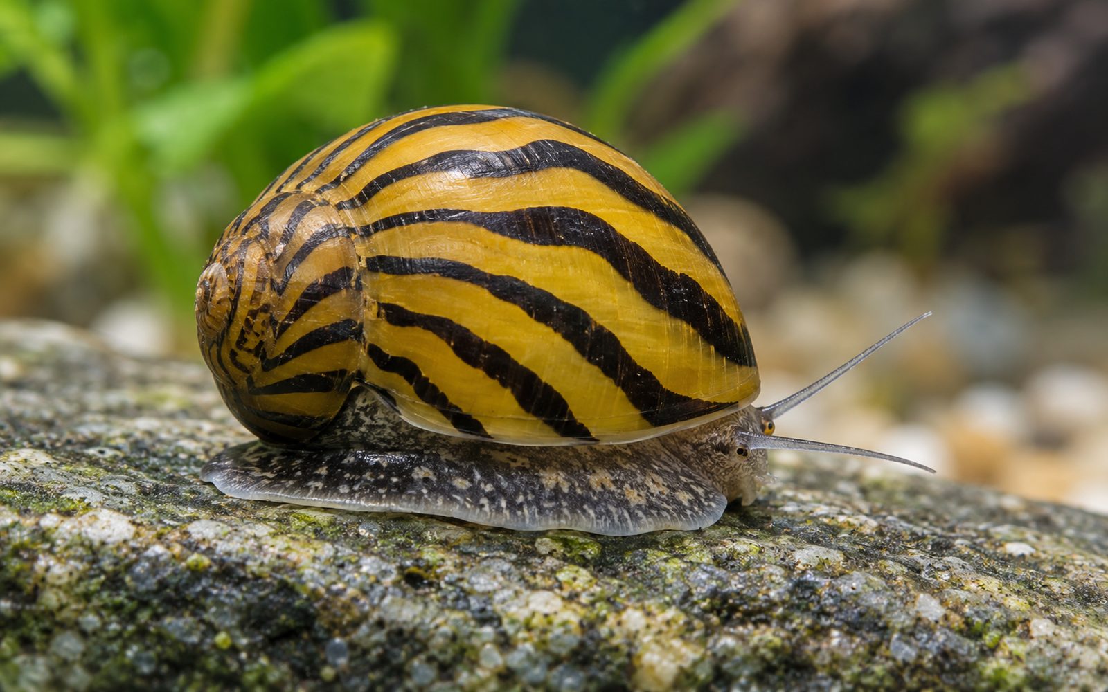 Zebra Nerit Salyangoz (Neritina natalensis)
