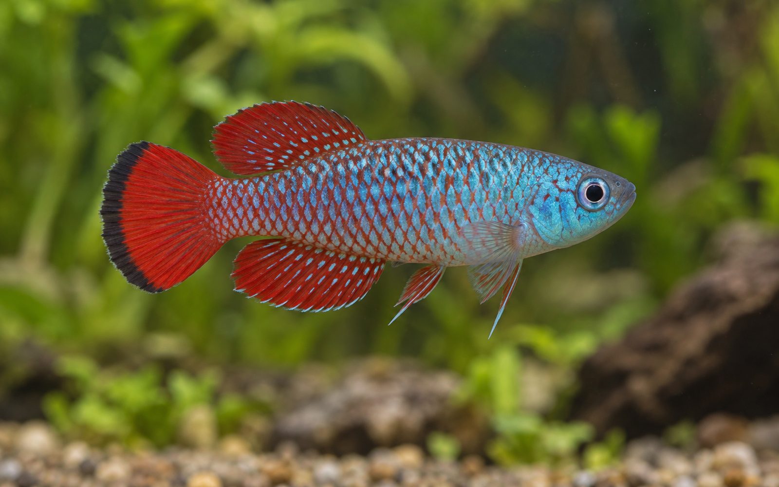 Nothobranchius Furzeri (Nothobranchius furzeri)