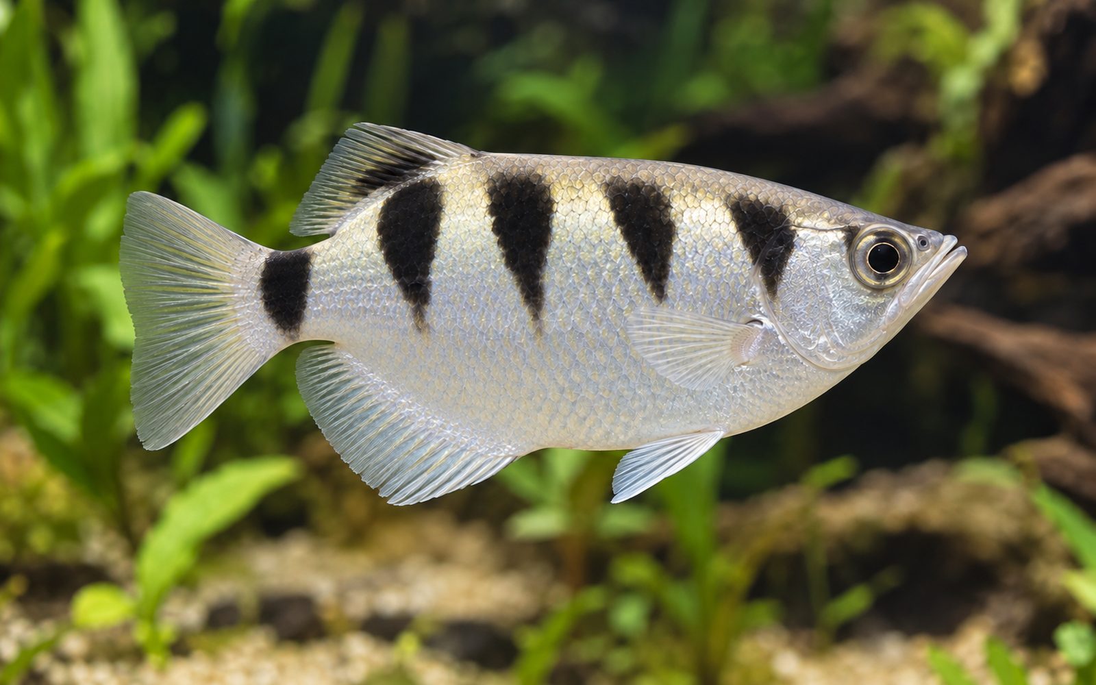 Okçu Balığı (Toxotes jaculatrix)