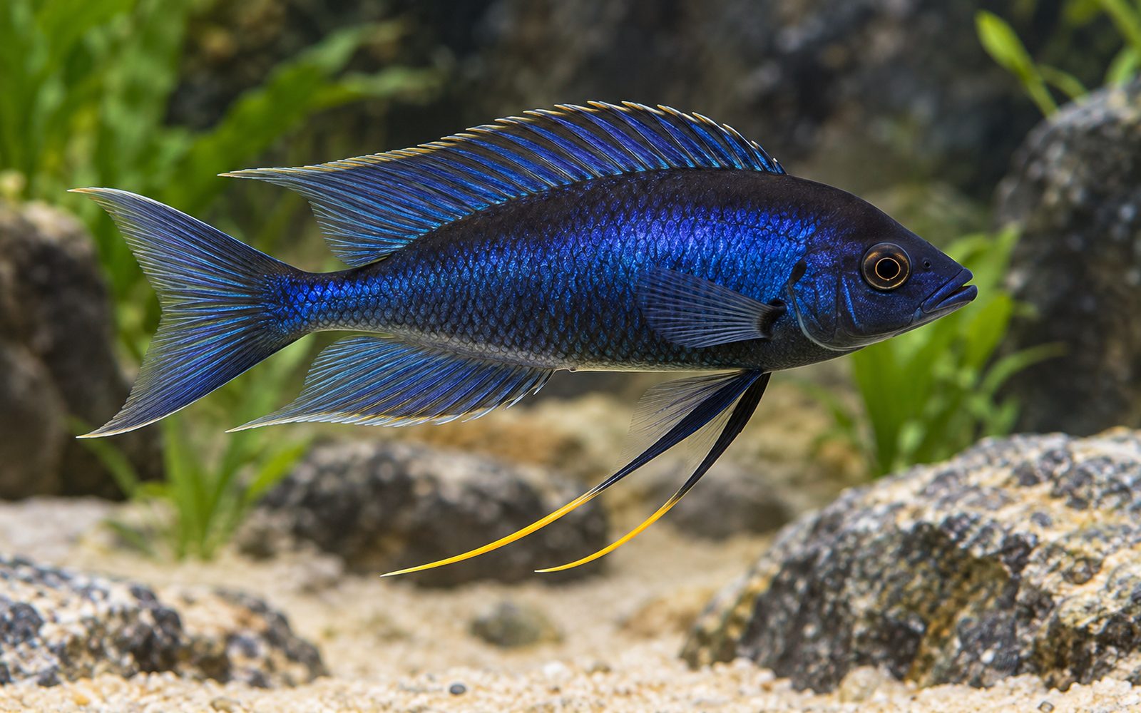 Ophthalmotilapia Ventralis (Ophthalmotilapia ventralis)