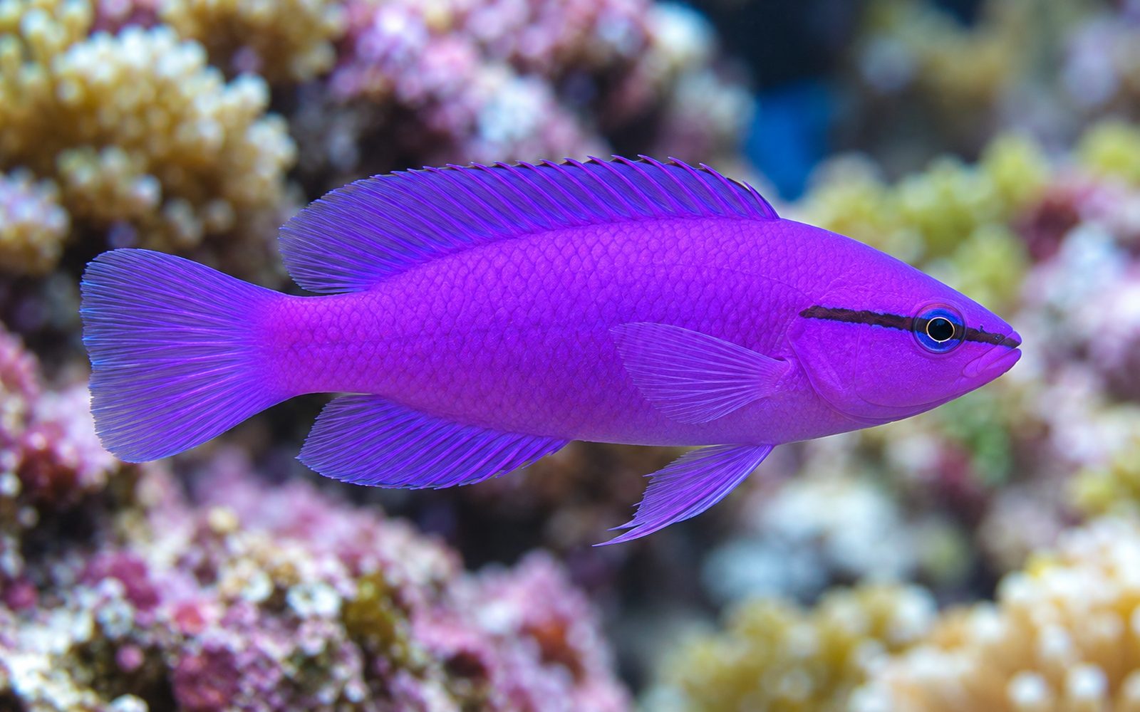 Orkide Dottyback (Pseudochromis fridmani)