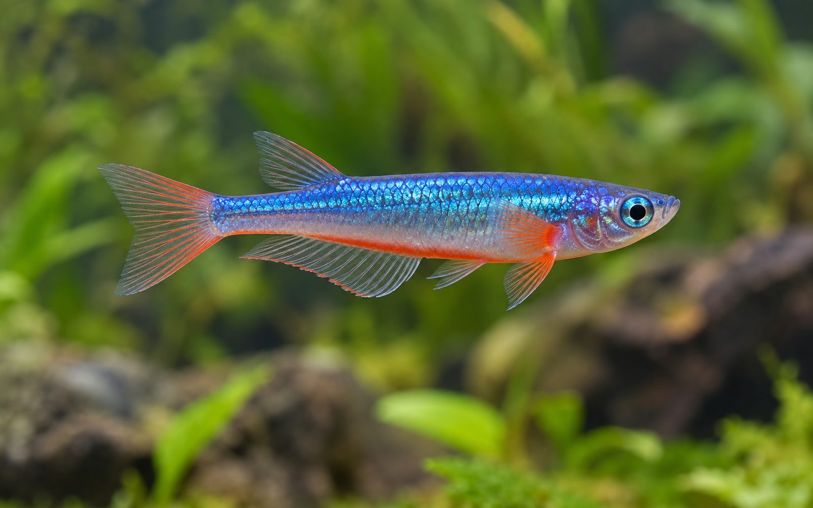 Oryzias Woworae (Oryzias woworae)
