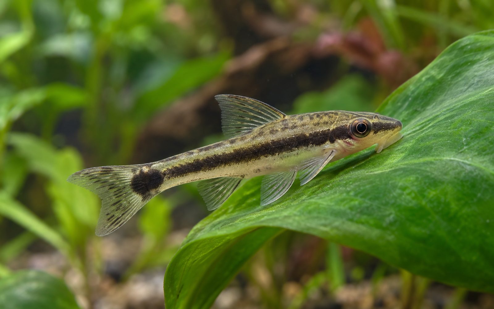 Otocinclus (Otocinclus vittatus)