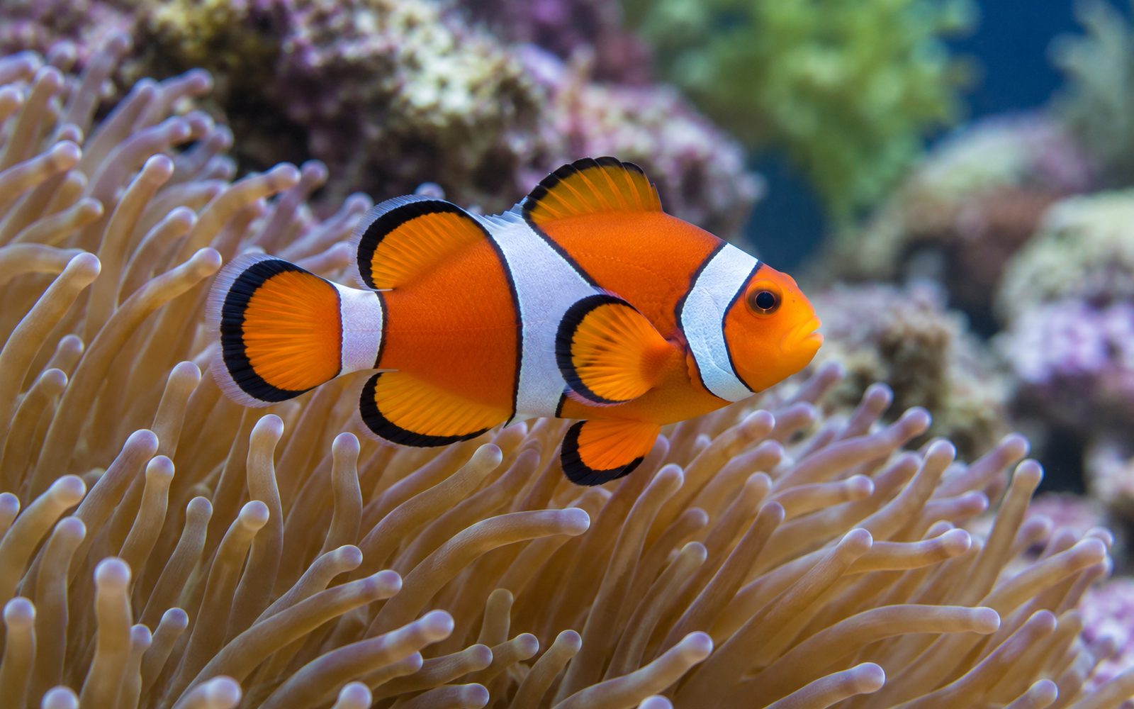 Palyaço Balığı (Amphiprion ocellaris)