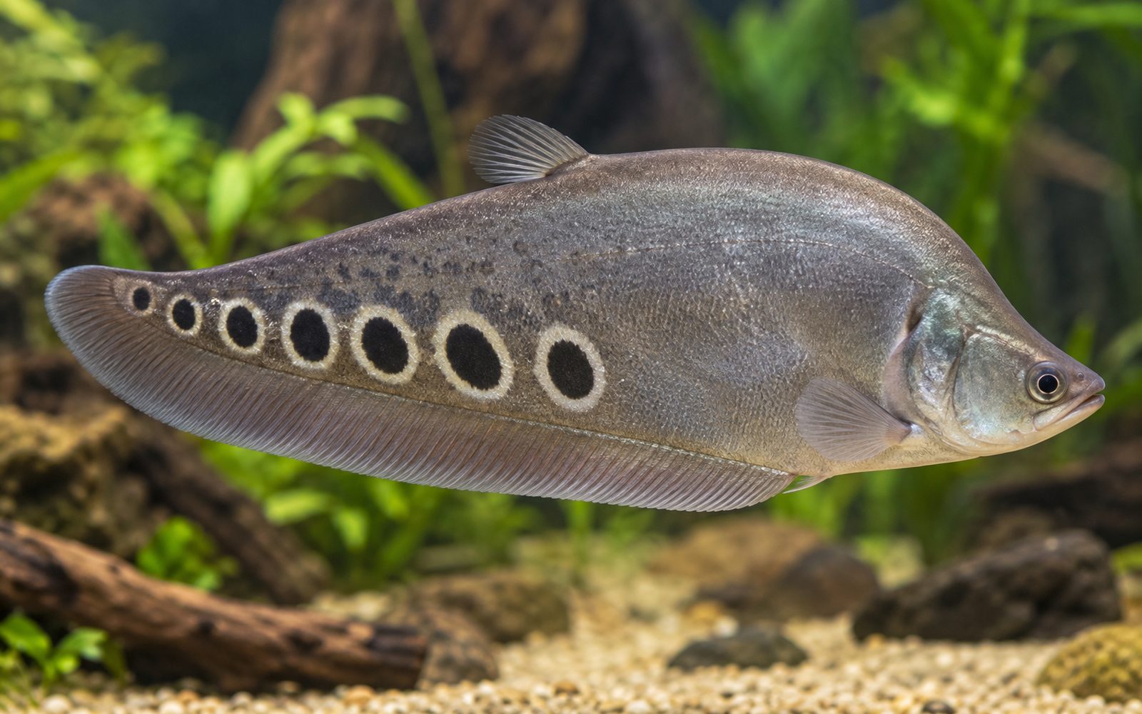 Palyaço Bıçak Balığı (Chitala ornata)