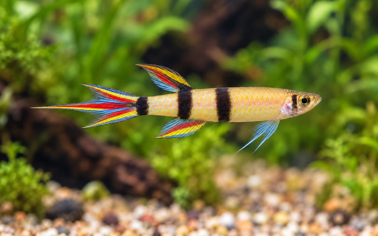 Palyaço Killi (Epiplatys annulatus)