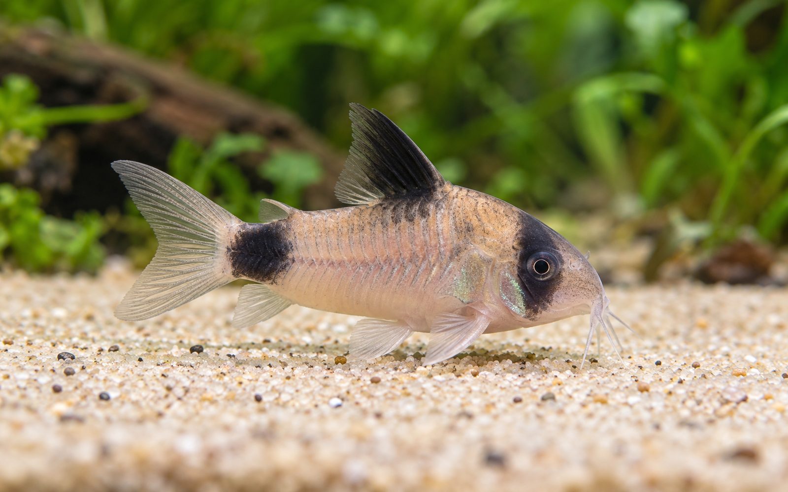 Panda Corydoras (Corydoras panda)