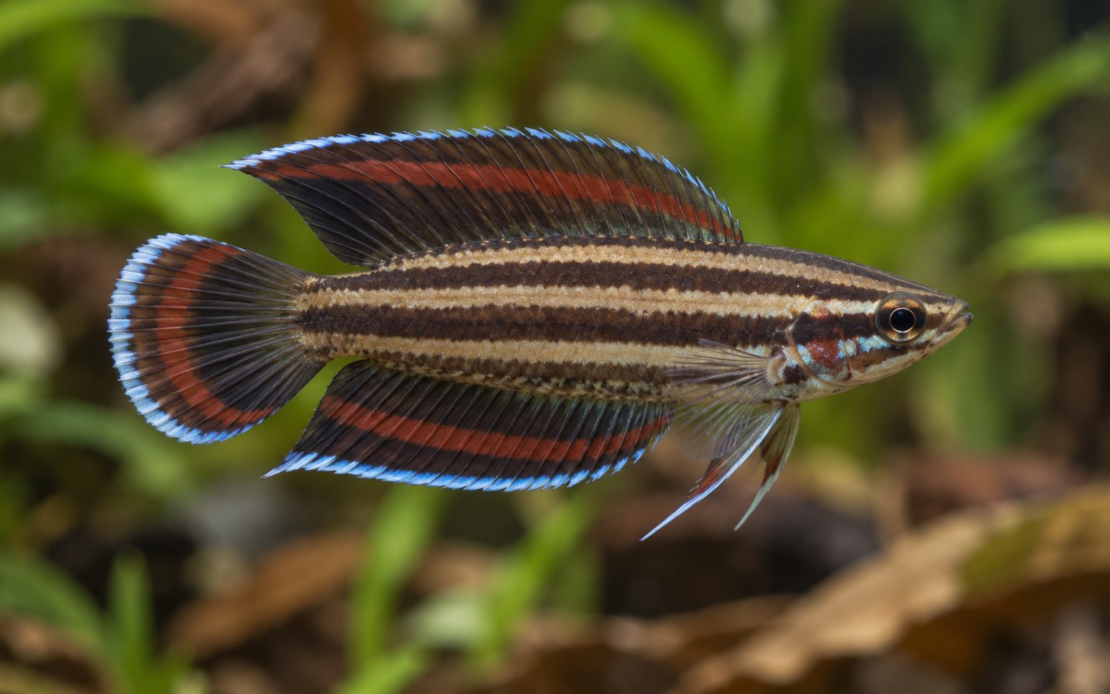 Parosphromenus deissneri (Parosphromenus deissneri)