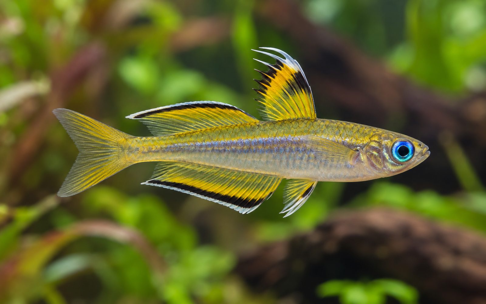 Pasifik Mavi Göz (Pseudomugil signifer)