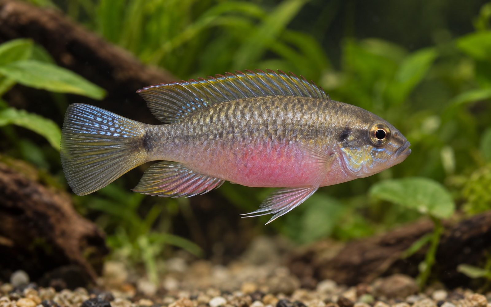 Pelvicachromis humilis (Pelvicachromis humilis)