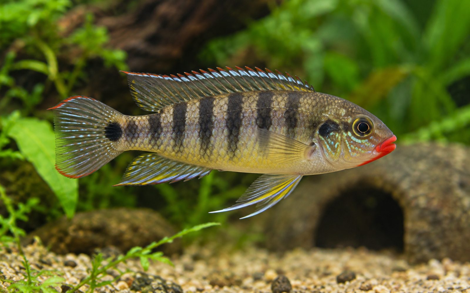 Pelvicachromis rubrolabiatus (Pelvicachromis rubrolabiatus)