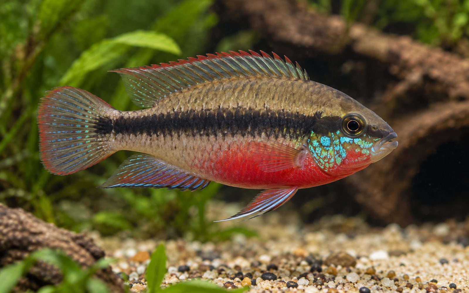 Pelvicachromis sacrimontis (Pelvicachromis sacrimontis)