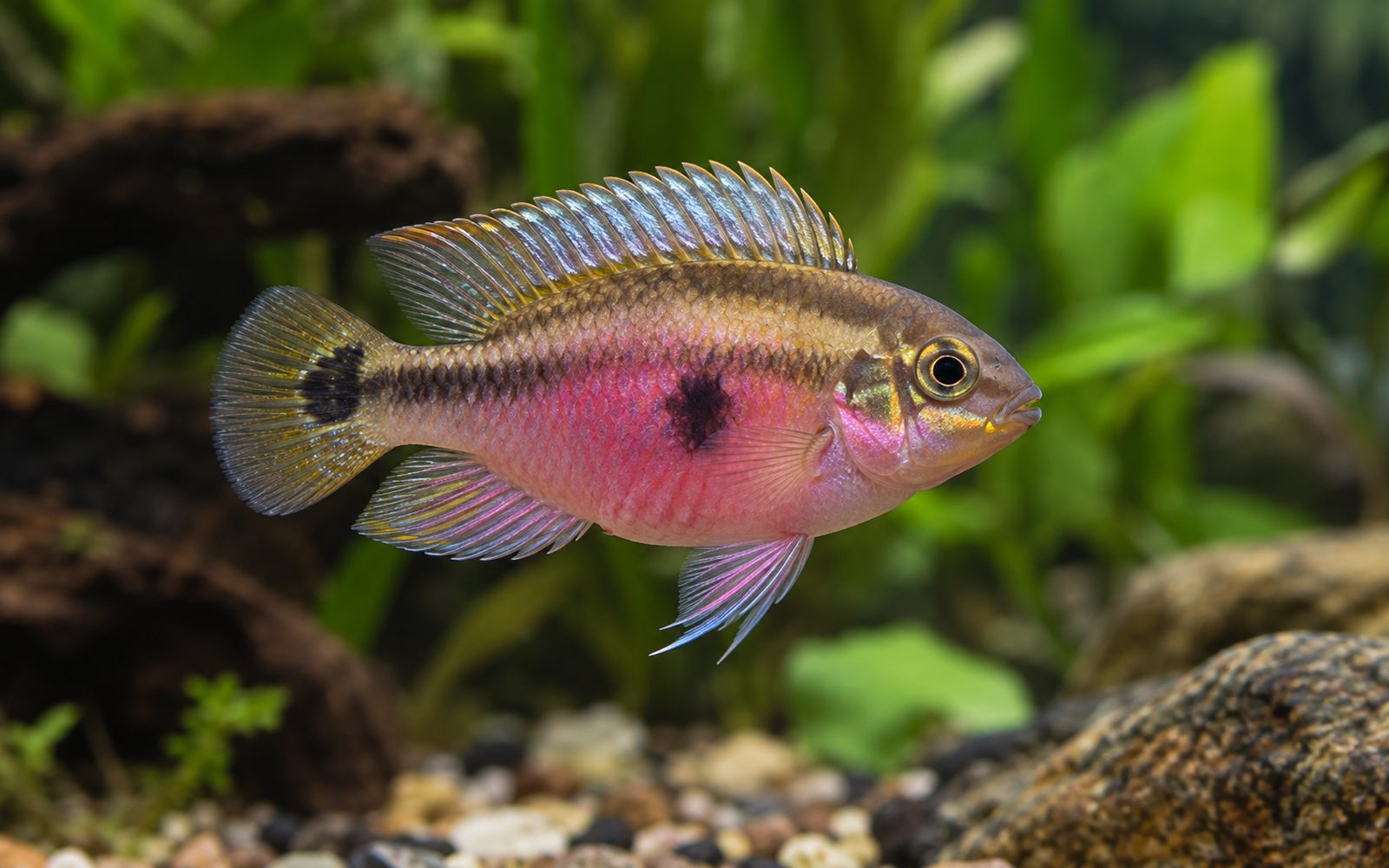 Pelvicachromis subocellatus (Pelvicachromis subocellatus)