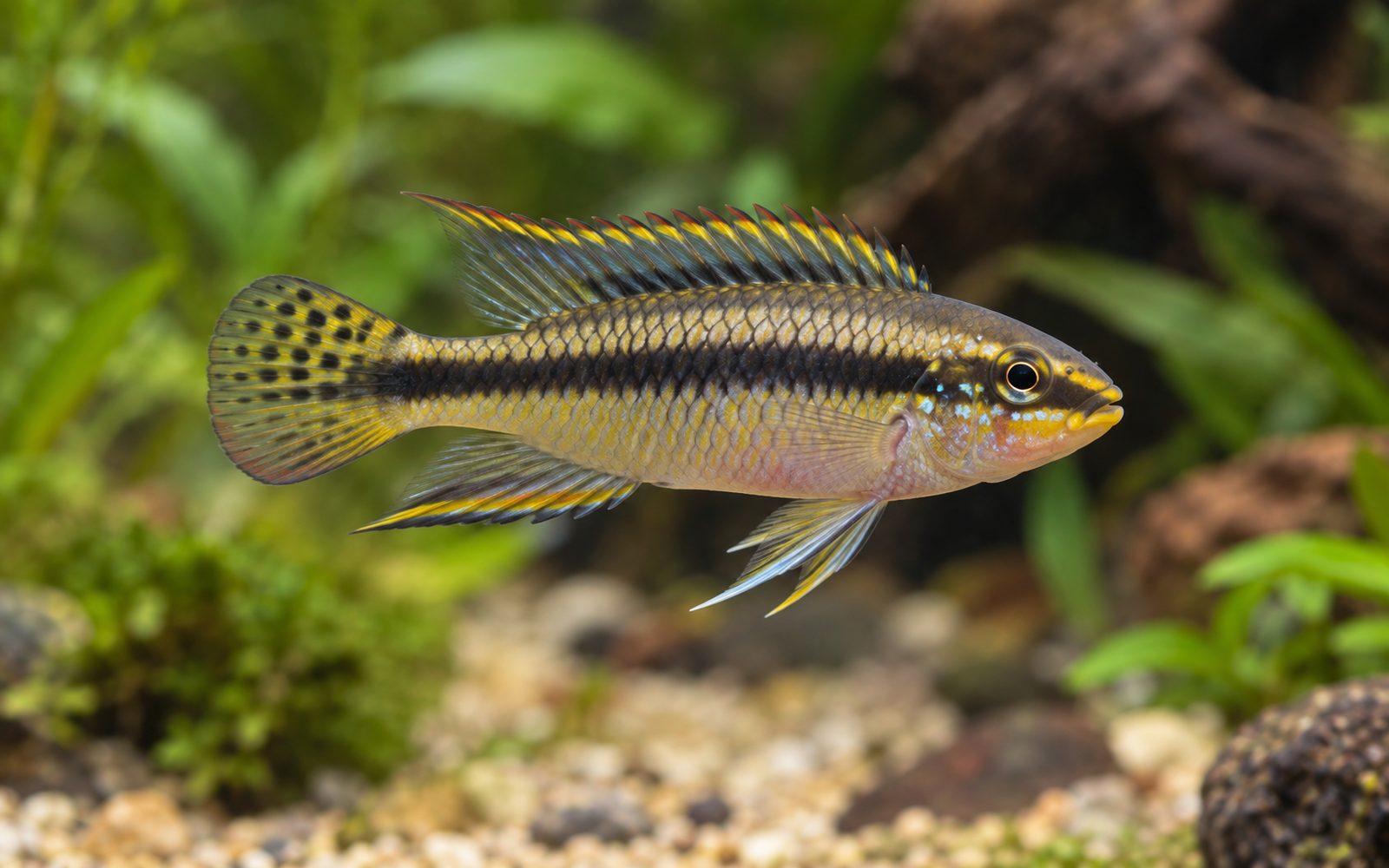 Pelvicachromis taeniatus (Pelvicachromis taeniatus)