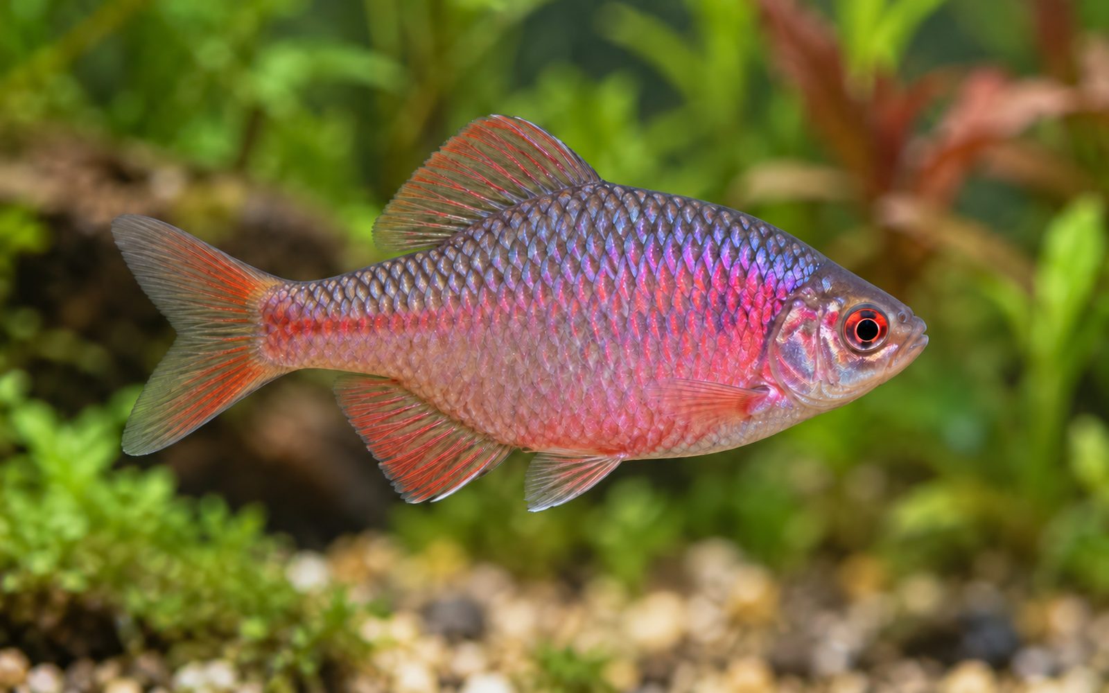 Pembe Acı Balığı (Rhodeus ocellatus)