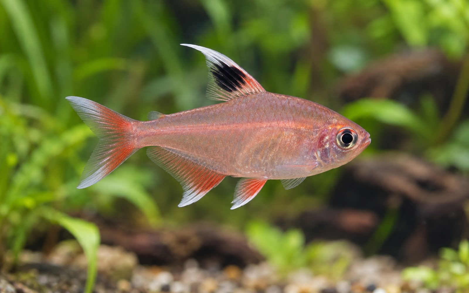 Pembe Tetra (Hyphessobrycon bentosi)