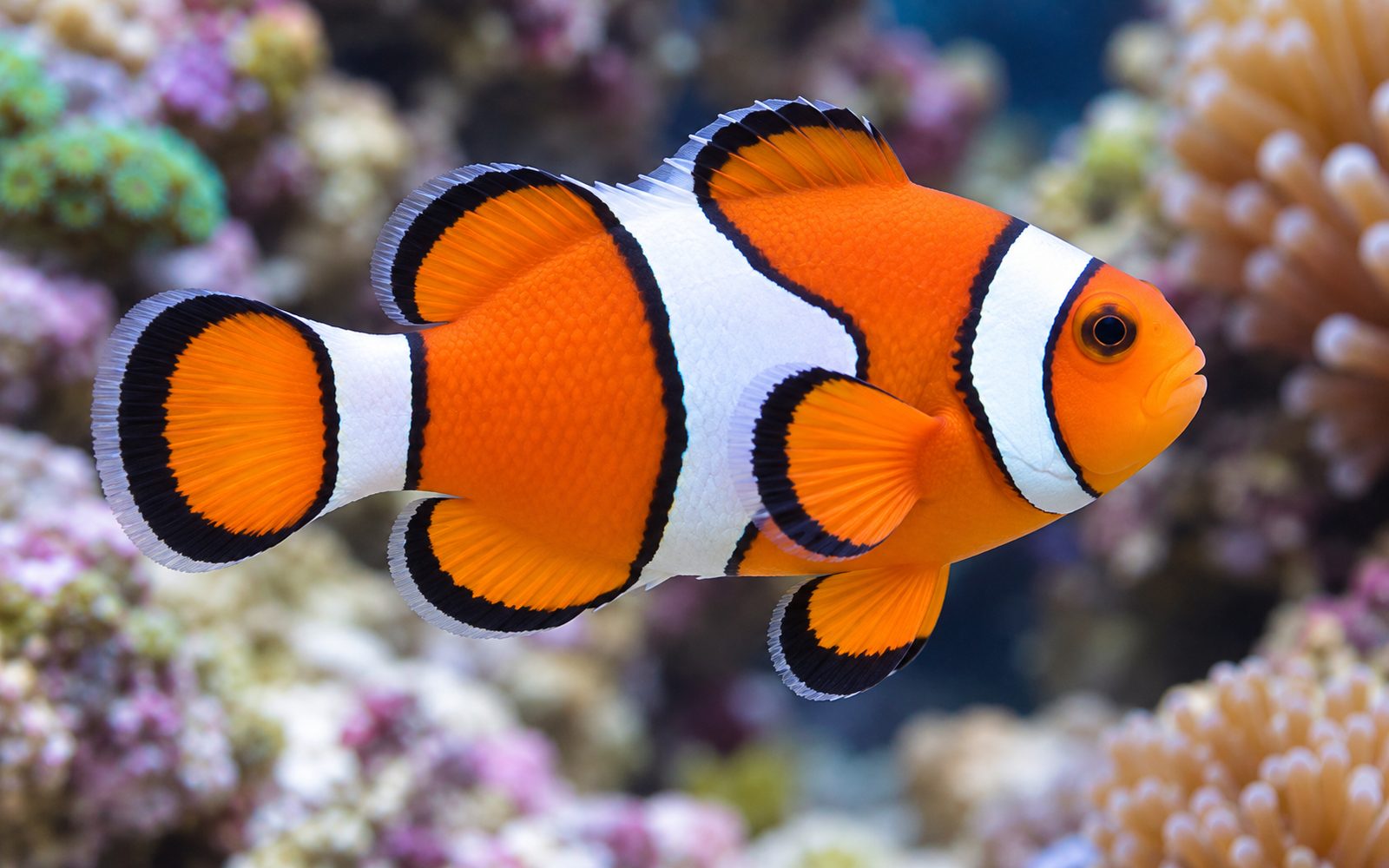 Percula Palyaço Balığı (Amphiprion percula)