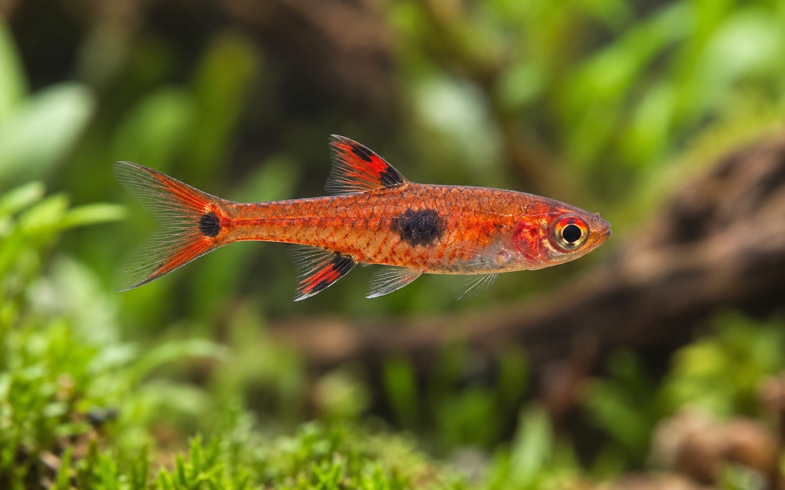 Phoenix Rasbora (Boraras merah)