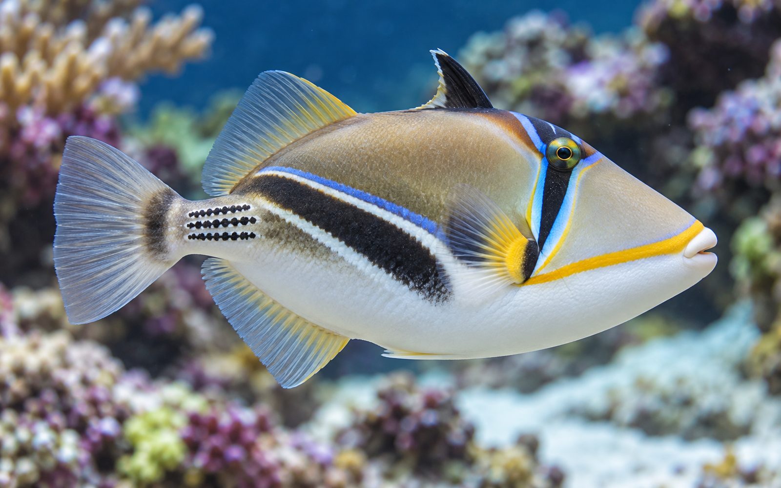 Picasso Tetik Balığı (Rhinecanthus aculeatus)