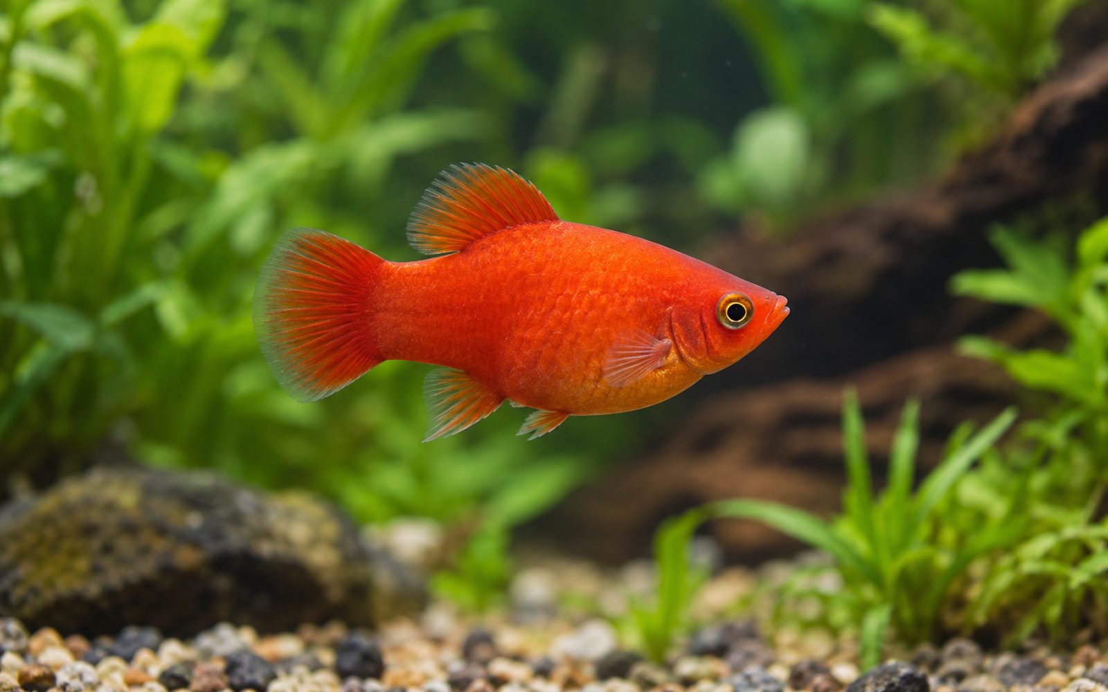 Platy (Xiphophorus maculatus)