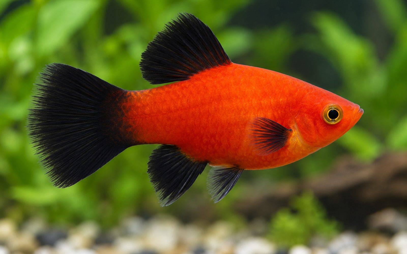 Platy — Varyete: wag