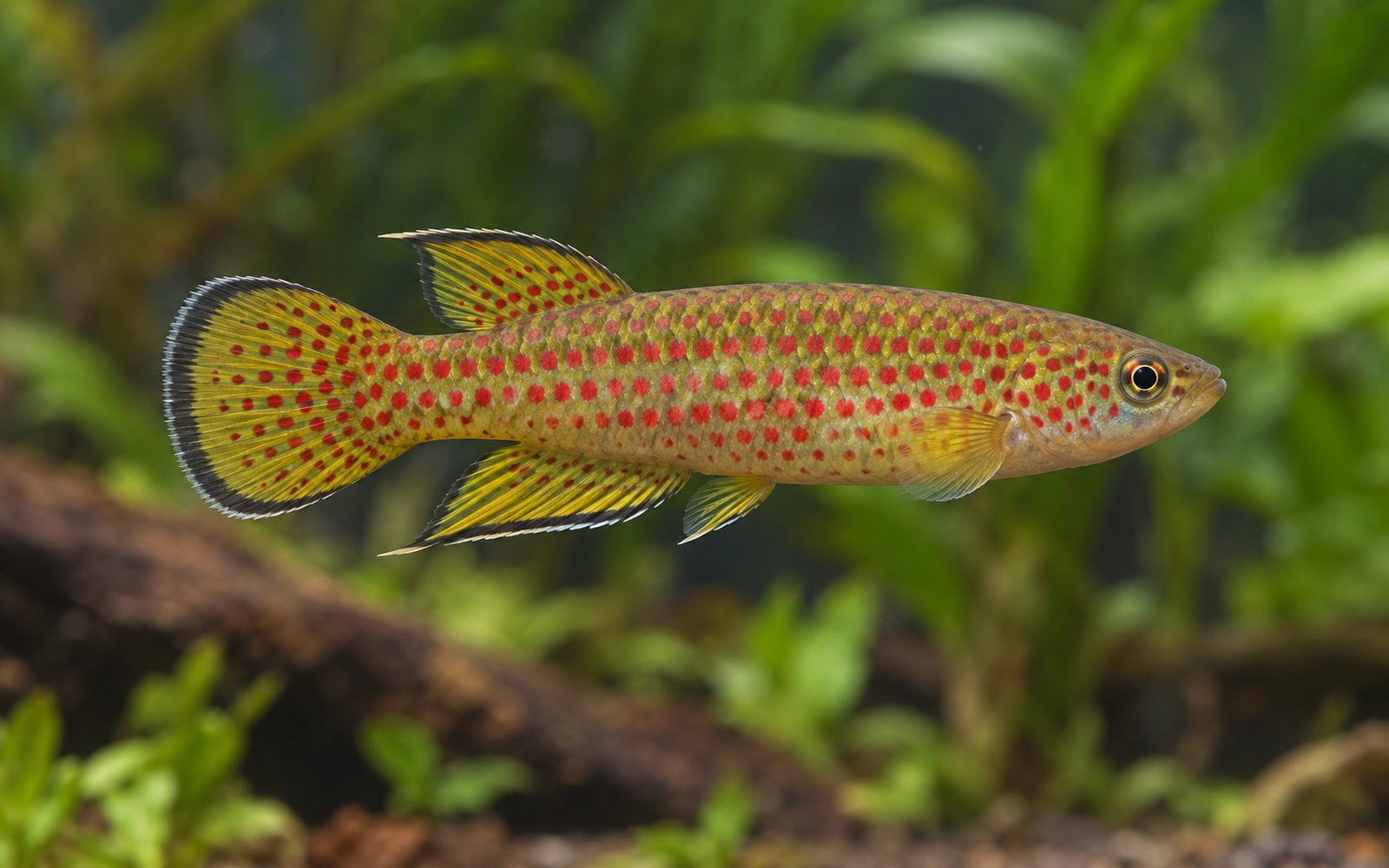 Playfair Panchax (Pachypanchax playfairii)