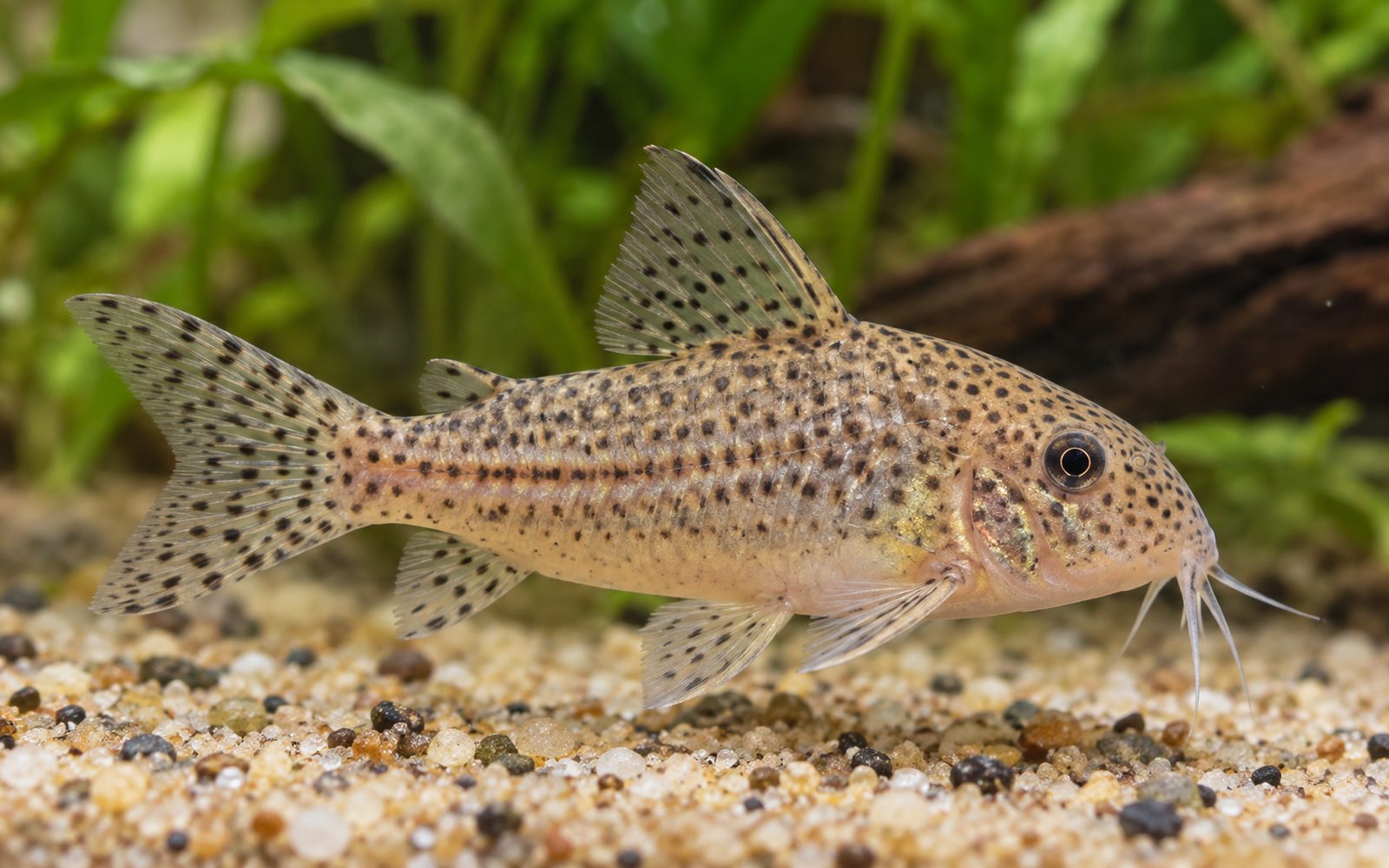 Polystictus Corydoras (Corydoras polystictus)