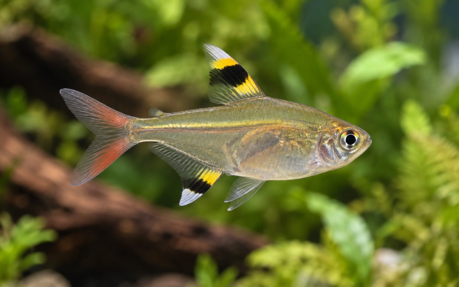 Pristella Tetra (Pristella maxillaris)