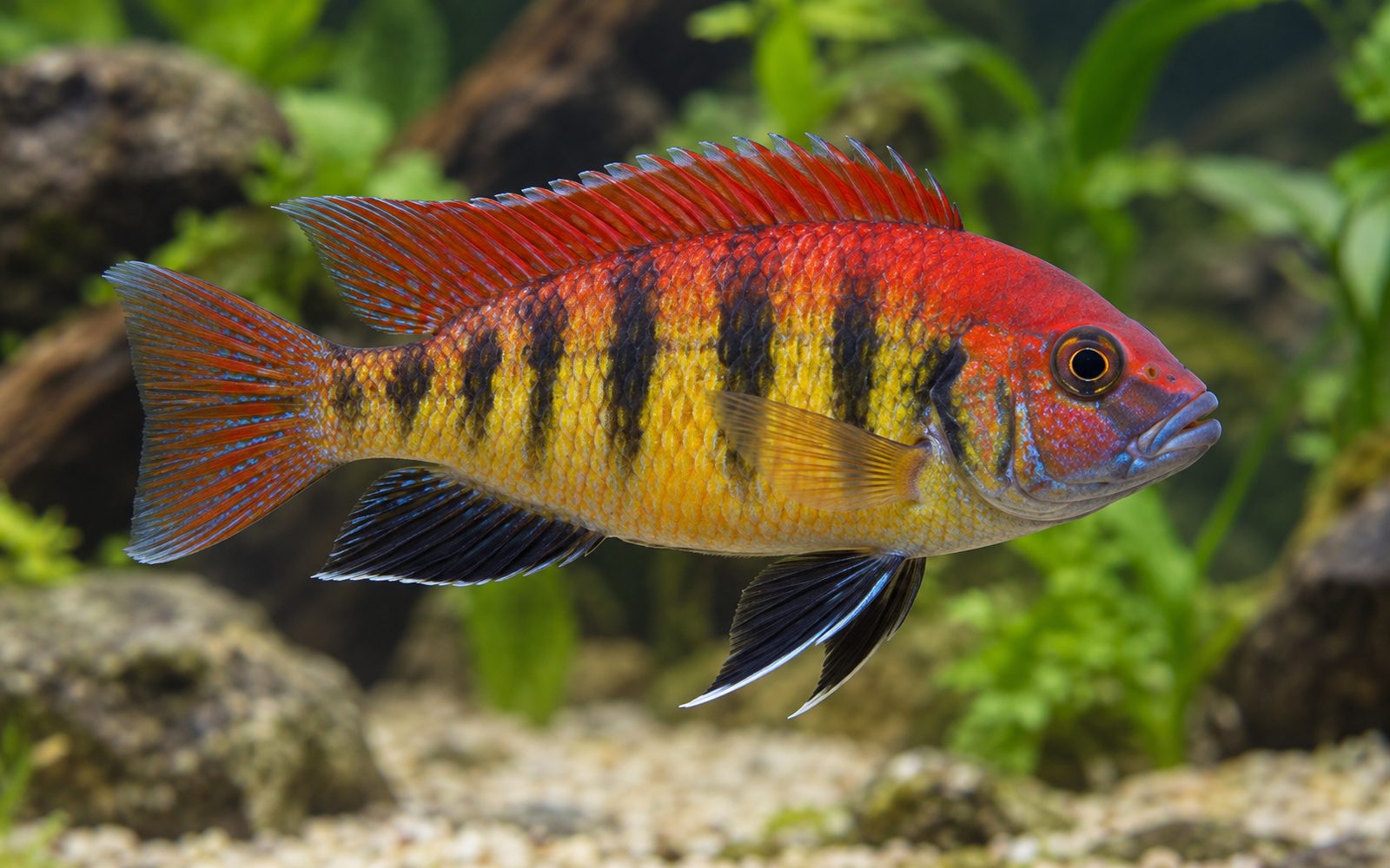 Pundamilia Nyererei (Pundamilia nyererei)