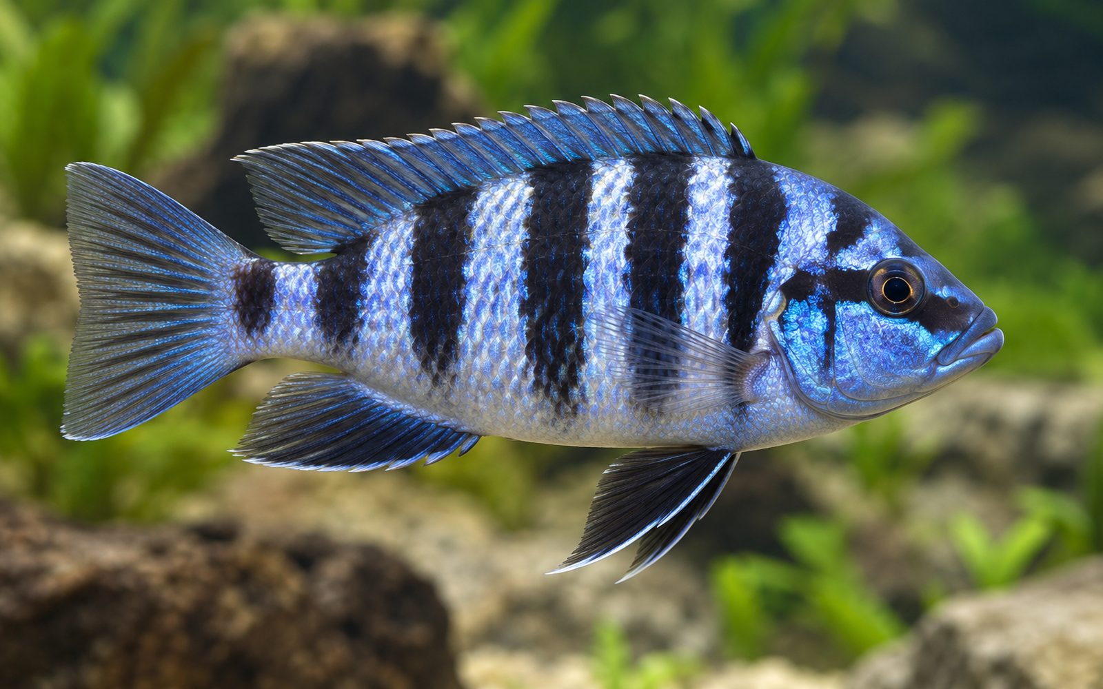 Pundamilia Pundamilia (Pundamilia pundamilia)