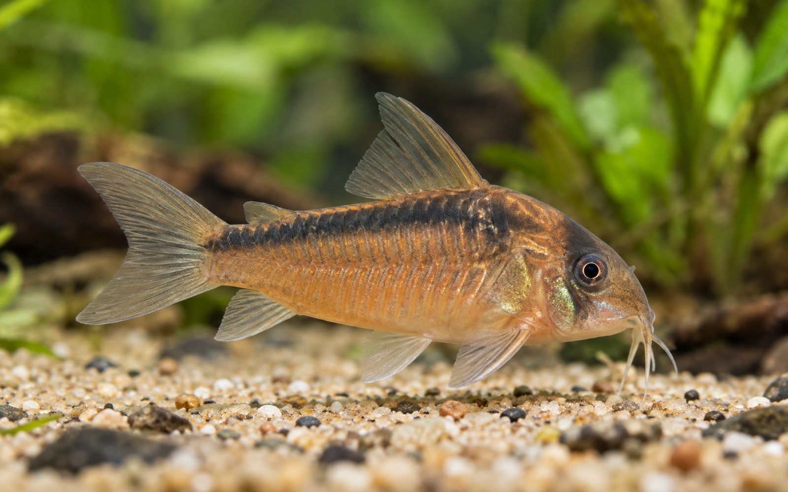 Rabauti Corydoras (Corydoras rabauti)
