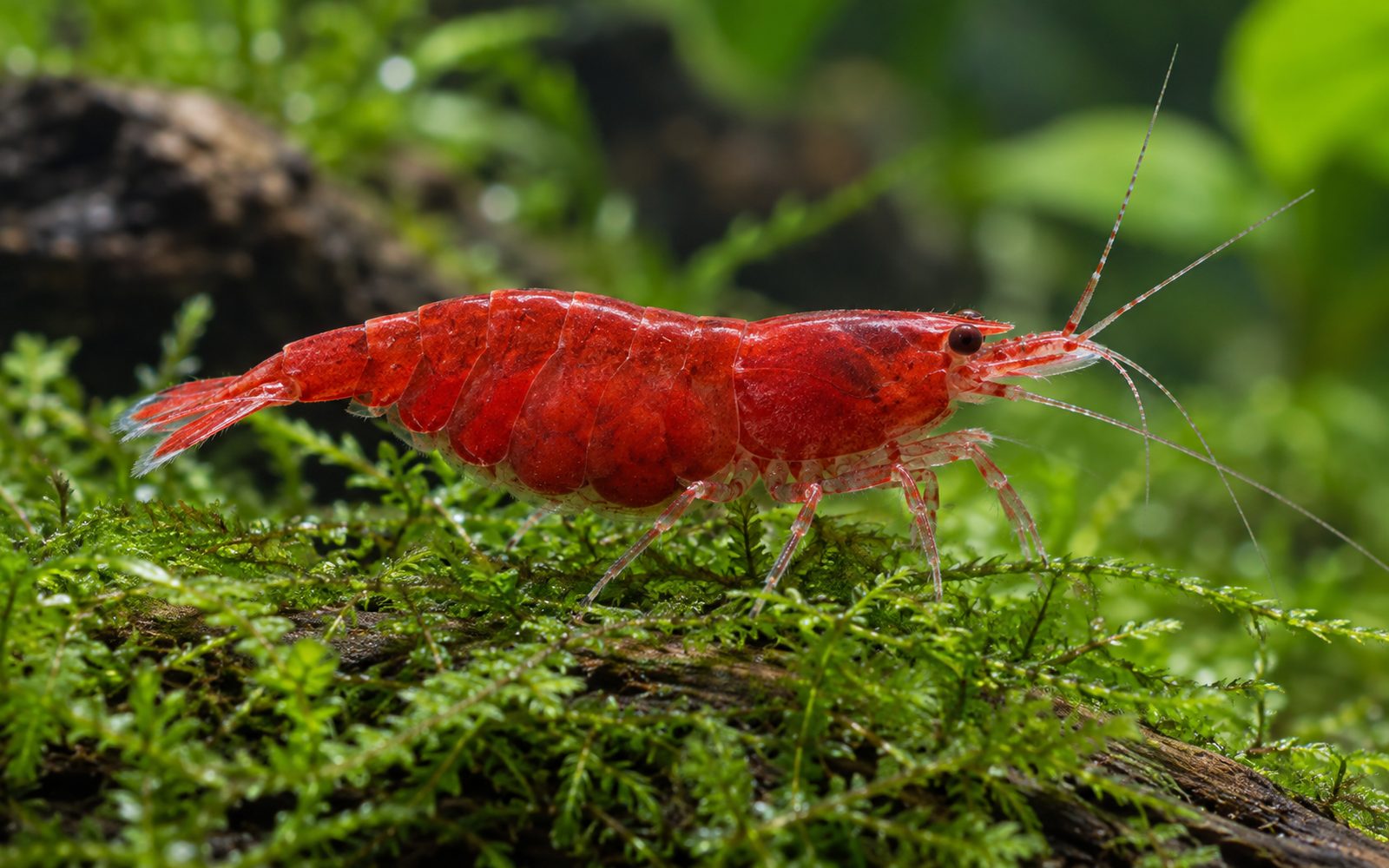 Red Cherry Karides (Neocaridina davidi)